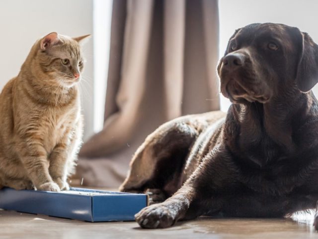 perros y gatos amigos