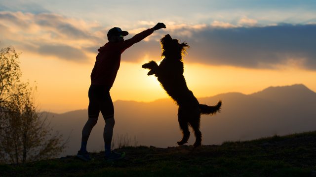 dieta para perros