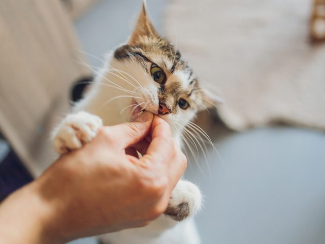 dieta para gatos