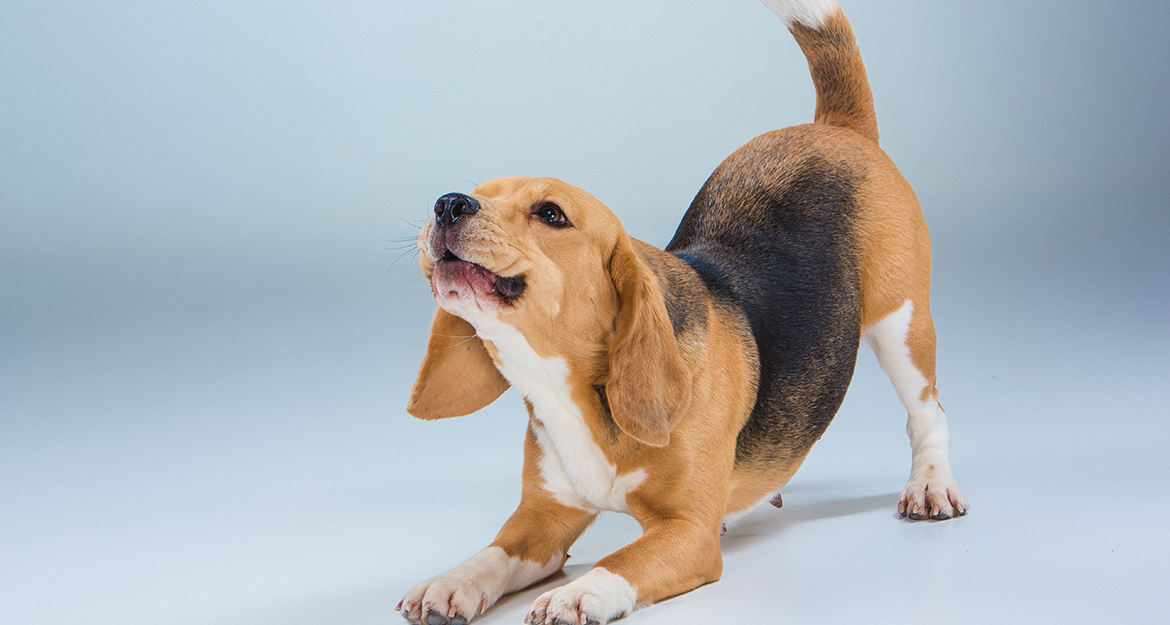 ¿Cómo leer el lenguaje corporal de un perro?