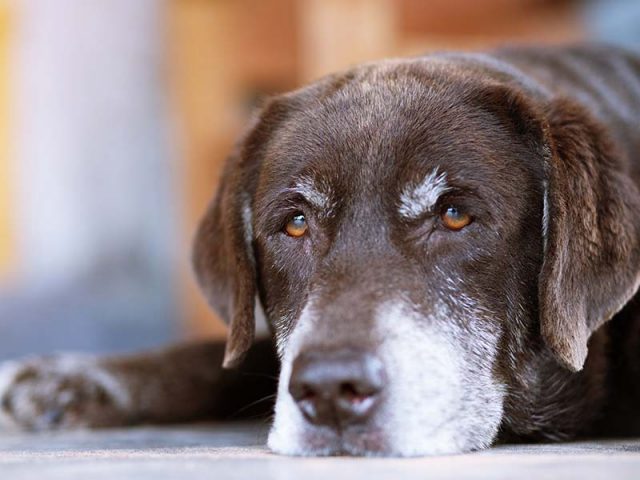 perro anciano