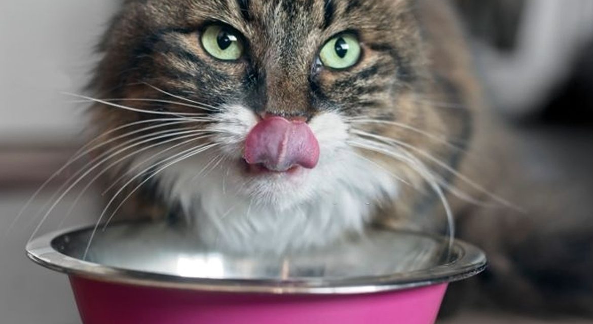 Beneficios de un buen alimento para gatos