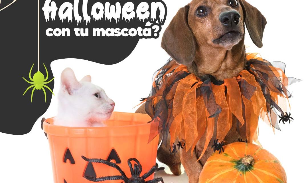 ¿Cómo celebrar Halloween con tu mascota?