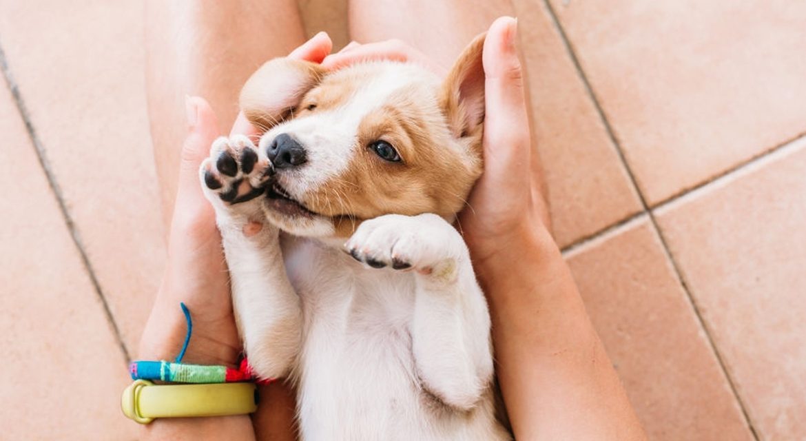 ¿Cuándo mi perro deja de ser un cachorro?