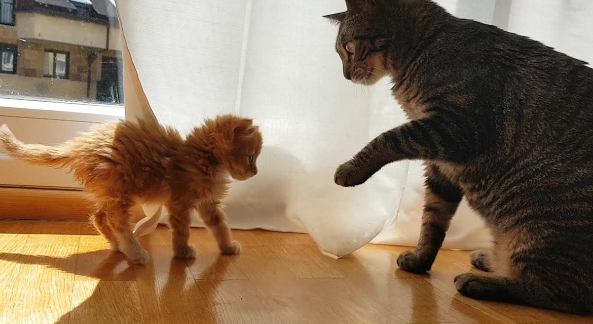 Como preparar la llegada de un segundo gato