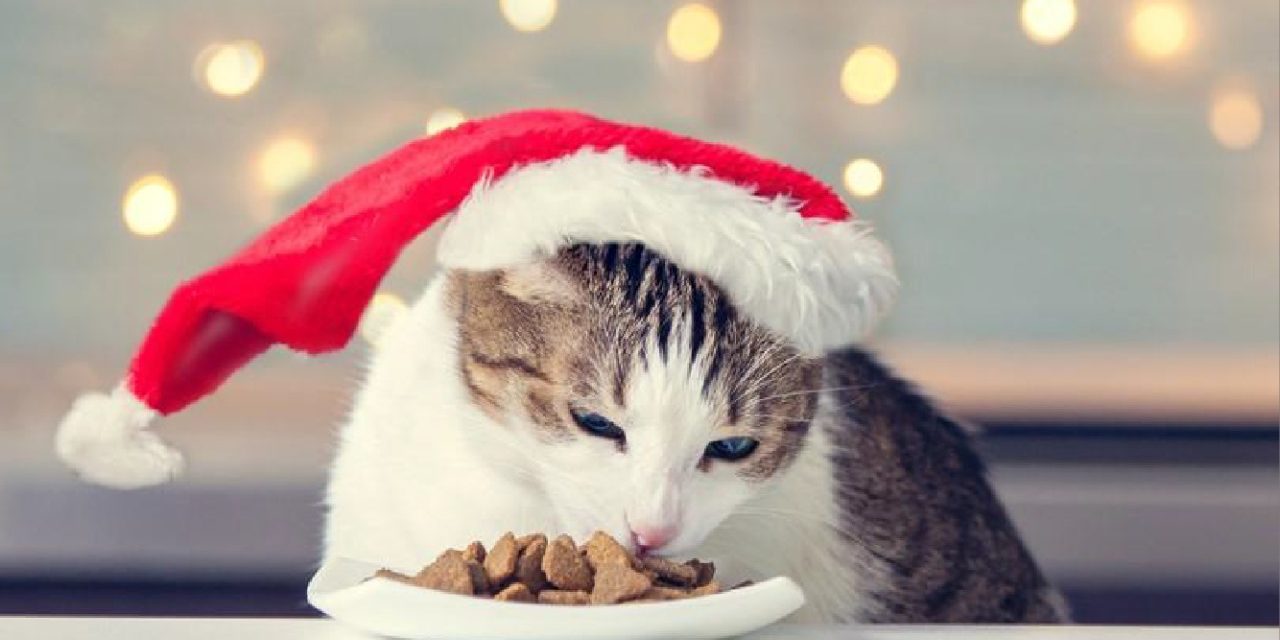 Alimentos navideños que perjudican nuestras mascotas