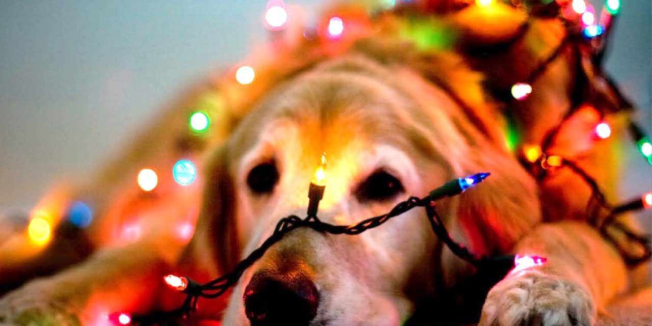 5 consejos para proteger el árbol navideño de tus mascotas