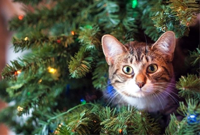 árbol navideño