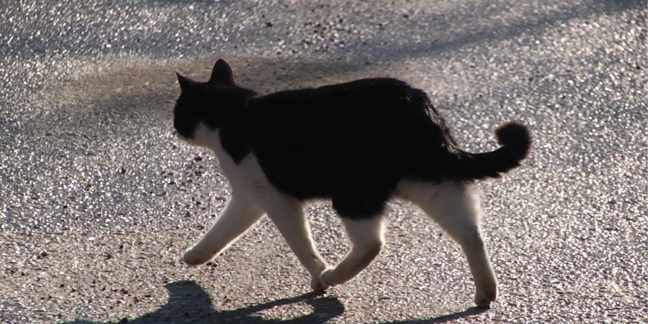 ¿Por qué tu gato te sigue?