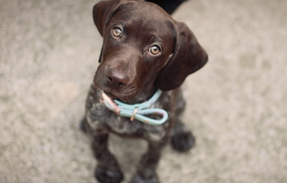 ¿A qué edad se pueden separar los cachorros de su madre?