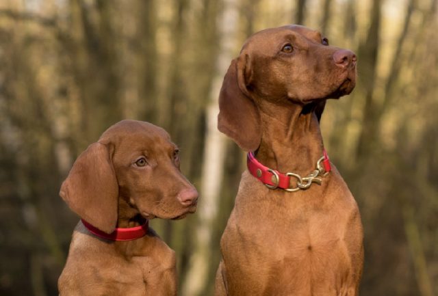 separar los cachorros