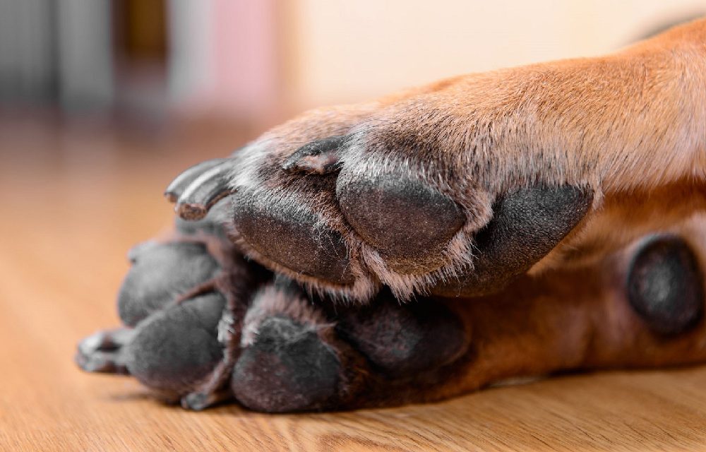 La importancia de cuidar las almohadillas de los perros