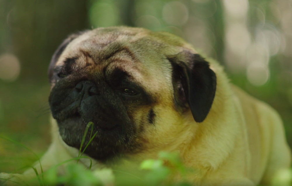 ¿Cómo evitar la obesidad en los perros?