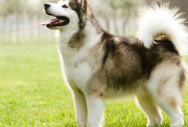 Husky siberiano