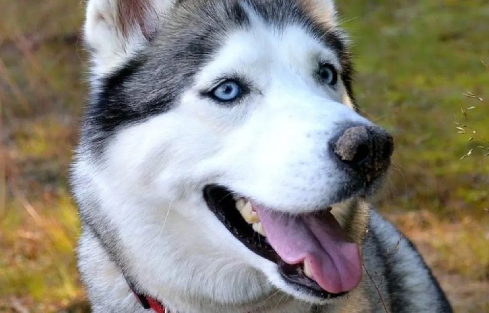 Curiosidades sobre el Husky siberiano