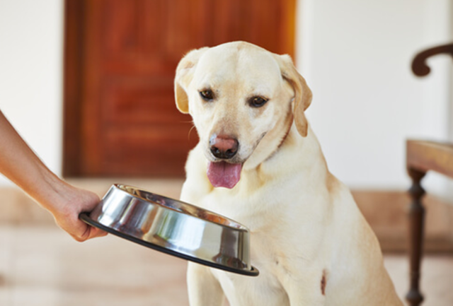 perro no quiere comer