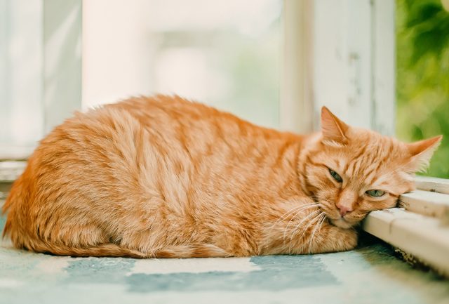 esterilizar un gato