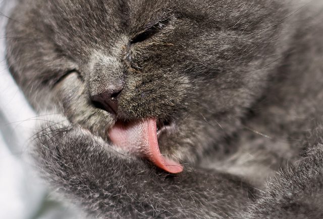 lengua de un gato