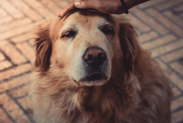 perro está envejeciendo