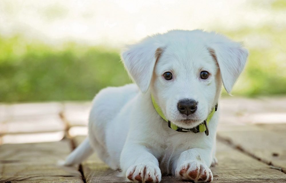 4 FRUTAS  PARA CONSENTIR A TU MASCOTA